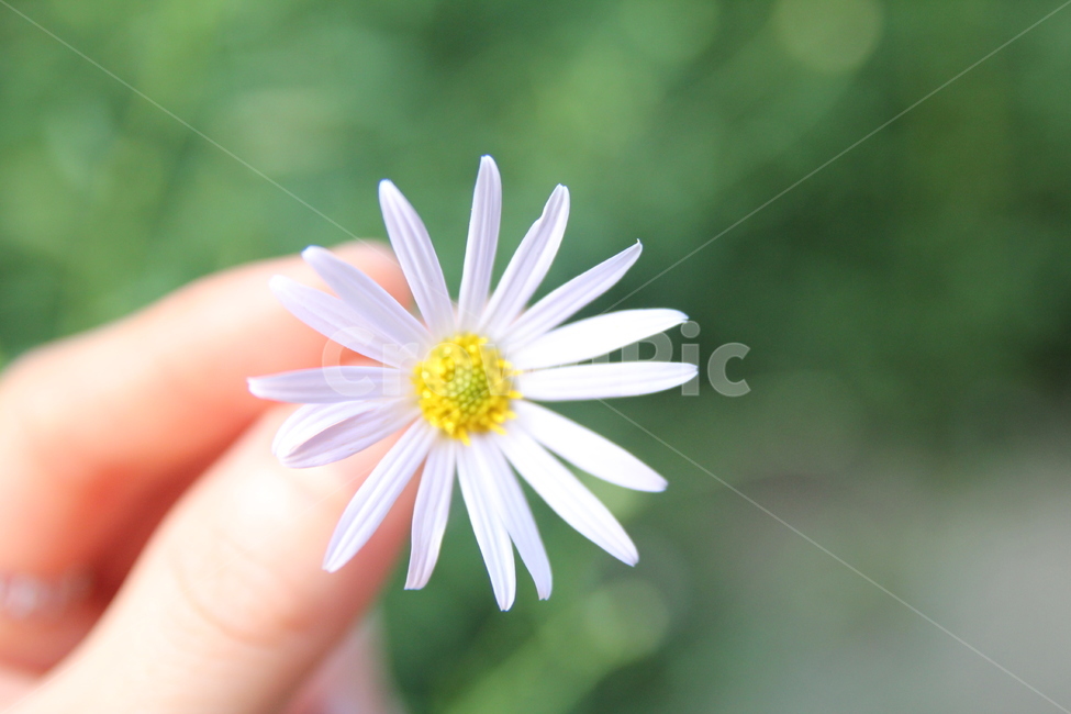 꽃,봄,국화,flower,spring,식물,자연,plants,nature,꽃,flower