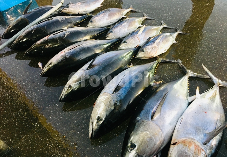 참치,생선,다랑어,어류,수산시장,물고기,참다랑어,시장,마트,마켓,market,mart,market place,음식,식재료,요리,food,cook,meal,dishes,food reserves,수산물,해산물,fishery products,seafood