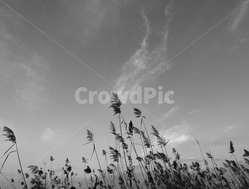 plant,식물,자연,갈대,reed,흑백,모노톤,monochrome,black and white