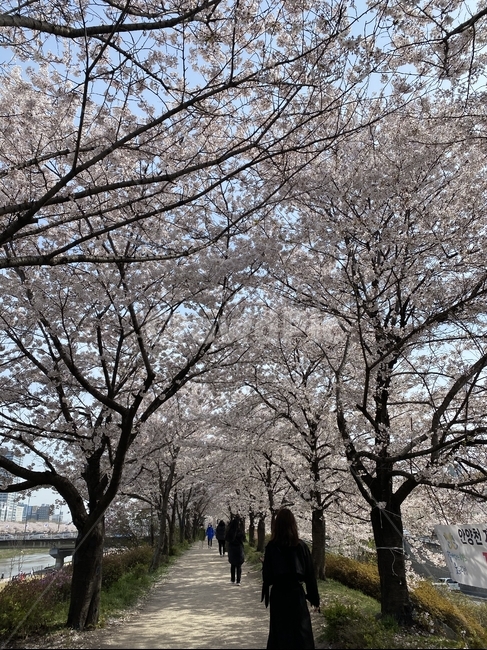 벚꽃,벚꽃터널,안양천,봄,꽃,cherryblossom,plant,flower,blossom