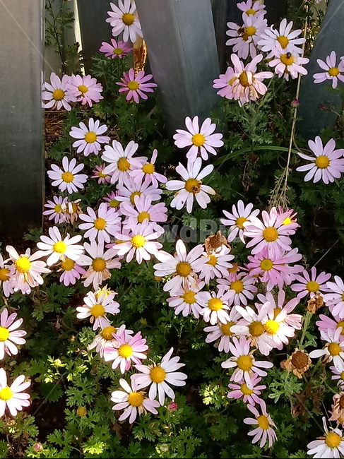 아스타,식물,꽃,flower,plant,(aster,식물,자연,plants,nature,꽃,flower