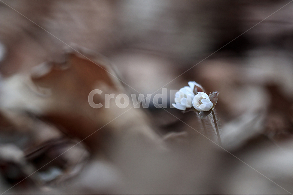 봄,노루귀,야생화,수리산,봄꽃,식물,자연,plants,nature,꽃,flower