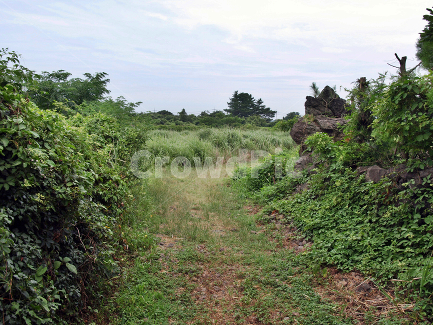 오시록헌농로,밭,농작물,제주,올레14코스,올레길,자연,풍경,nature,landscape,outdoors,옥외,grassland,목초지,field,들,ground,바닥