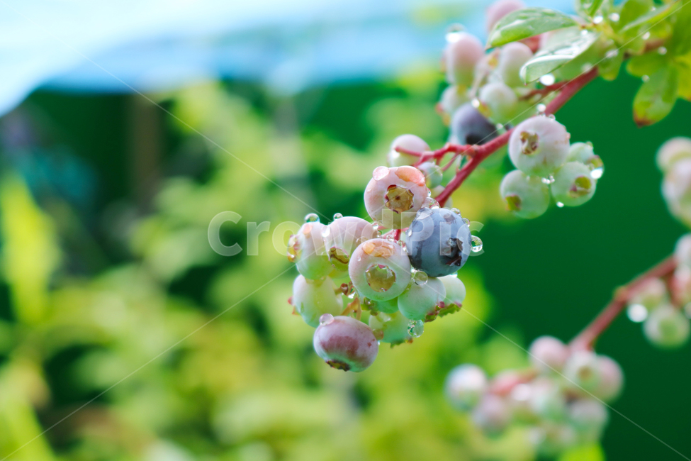 블루베리,자연,식물,열매,빗방울,물방울,berry,fruit,blueberry,plant,nature