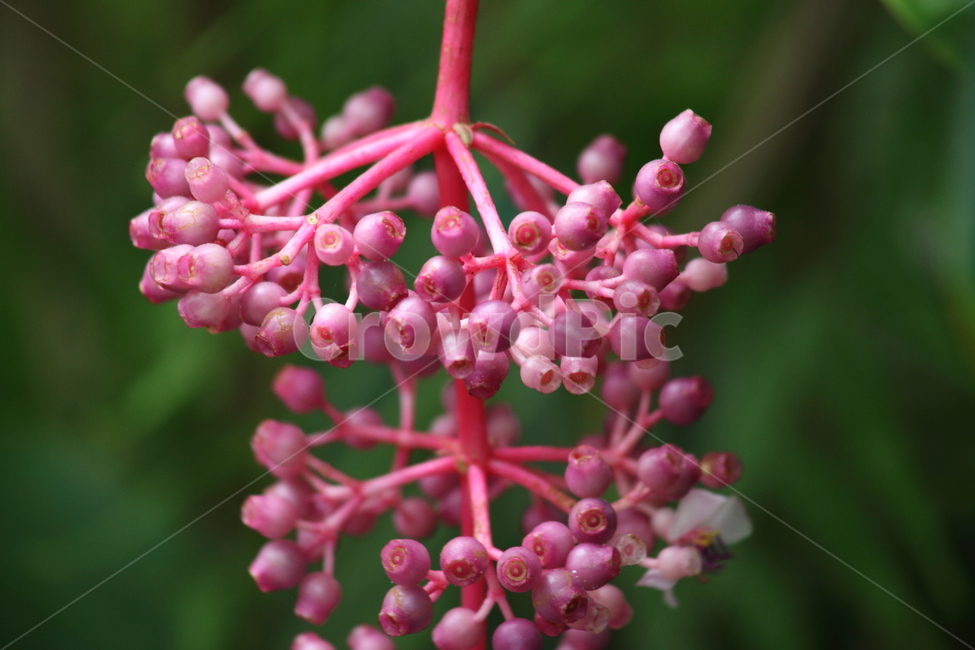 메디닐라미리안다,꽃,열매,온실,medinillamyriantha,ShowyMedinilla