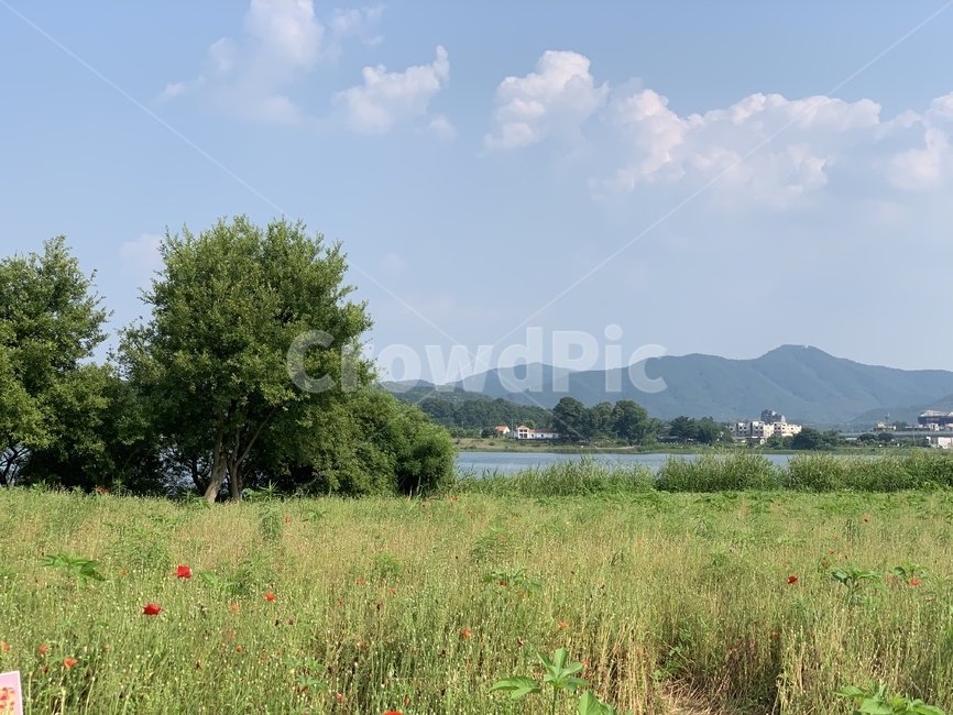 남양주,양귀비,꽃,물의정원,자연,들,nature
