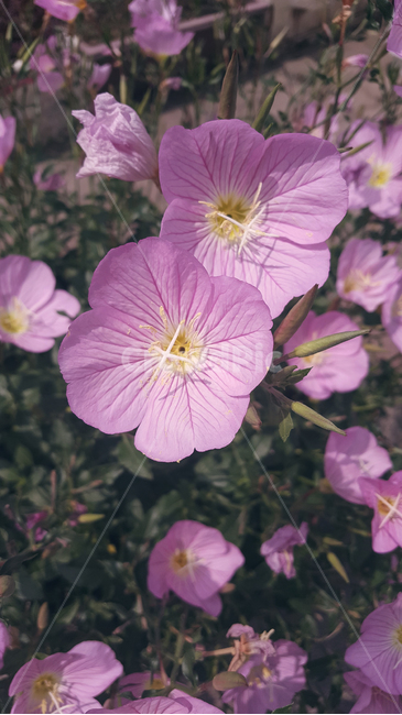 들꽃,야생화,자연,식물,핑크,핑크색꽃,보라색,꽃,pink,pinkflower,violet,violetflower,wildflower,plants,nature,flowerbackground,flower
