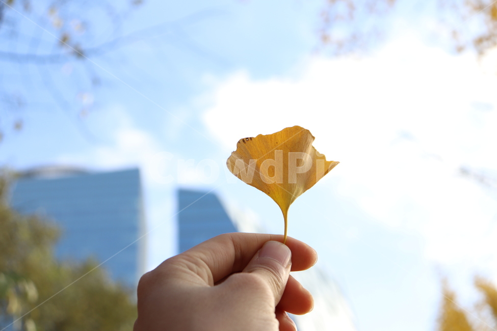 단풍잎,단풍,낙엽,autumn,maple,잎,leaf,감성,가을
