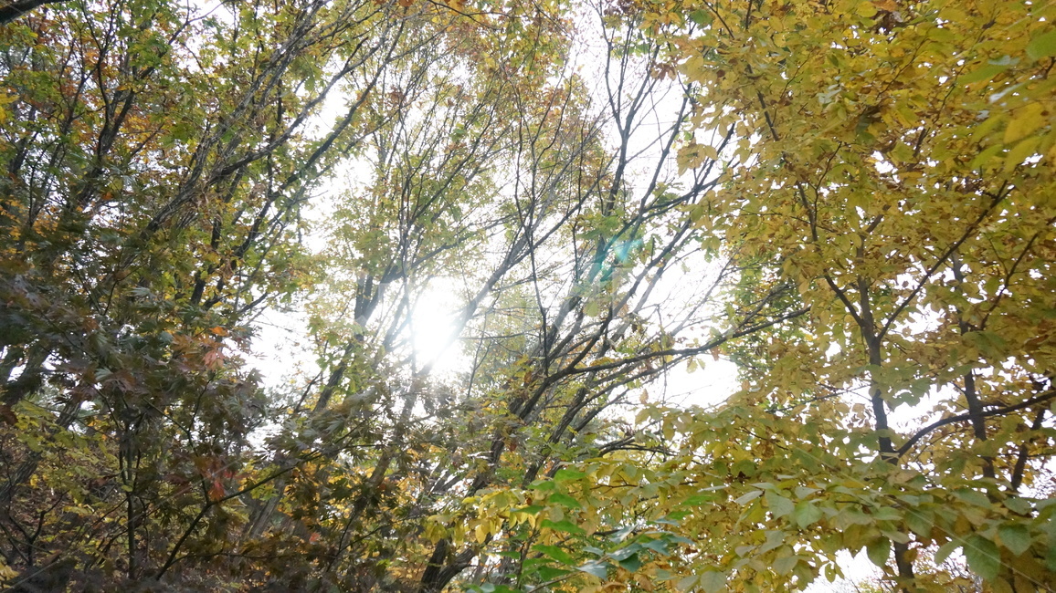 풍경,정원,공원,나무,tree