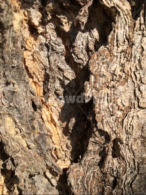 treetrunk,나무줄기,tree,나무,plant,식물,은행나무
