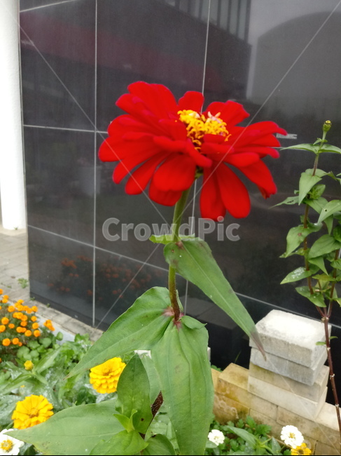 꽃,식물,plant,flower,백일홍,빨간색꽃,식물,자연,plants,nature,꽃,flower
