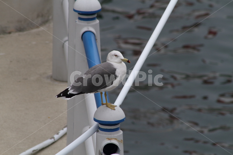 갈매기,새,바다,항구,commongull,laruscrassirostris,괭이갈매기,동물,animal,조류,새,birds