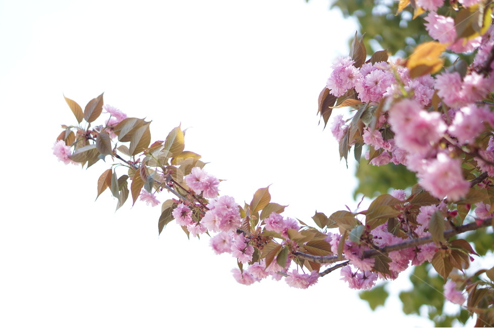 왕벚꽃,겹벚꽃,봄,풍경,핑크,나무,봄,계절,spring,season,식물,자연,plants,nature,꽃,flower,plant,blossom