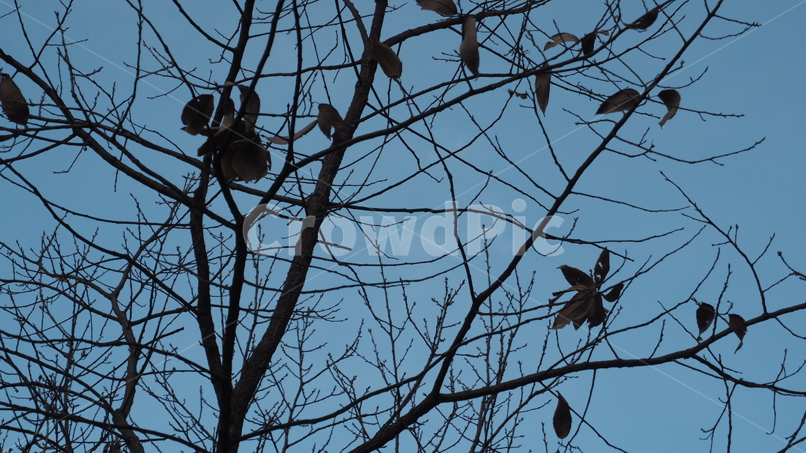 나무,잎,낙엽,branch,나뭇가지,leaf,tree,식물,자연,plants,nature,나무,trees,wood