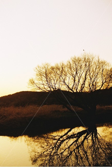 우포늪,늪지,자연,새벽,아침,필름사진,나무,빛,자연,풍경,nature,landscape,실루엣,그림자,silhouette,shadow,outdoors,옥외,grassland,목초지,field,들