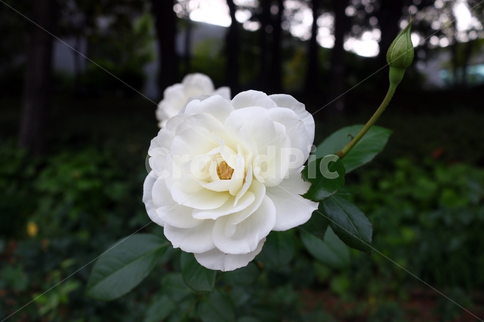 장미,식물,꽃,flower,rose,흰장미,whiterose,식물,자연,plants,nature,꽃,flower