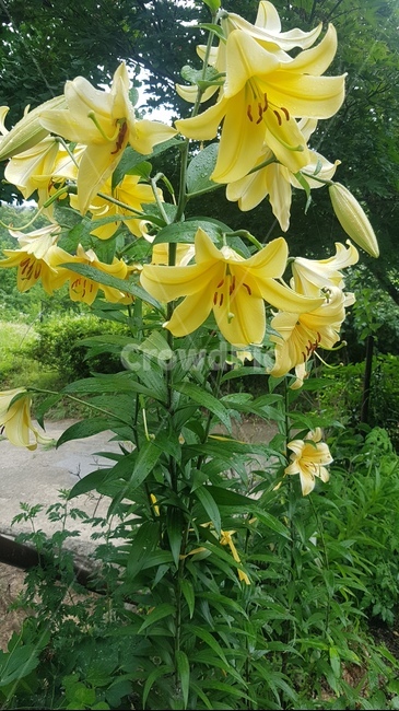 노란색,꽃,7월,길가,노란나리꽃,식물,자연,plants,nature,꽃,flower