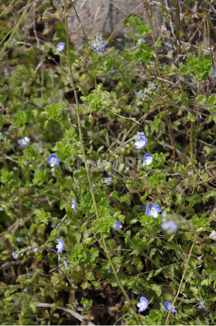 들꽃,꽃,flower,계절,봄,spring,식물,자연,plants,nature,꽃,flower