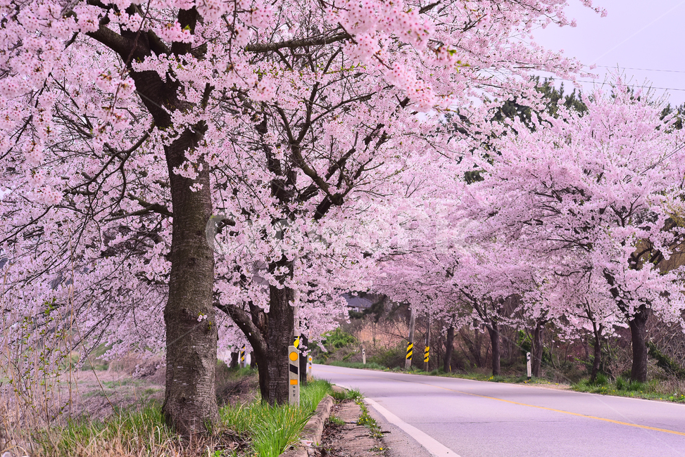 벚꽃,봄꽃,봄배경,분홍색꽃,핑크색,나무꽃,springflowers,시즌,계절,배경,cherryblossom,체리블러썸,바탕,season,백그라운드,꽃길,꽃터널,벚꽃터널,야외,옥외,아웃도어,blossom,꽃,flower,식물,plant,길,도로,한국자연경관