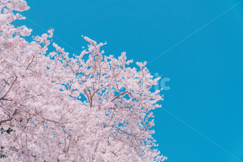 벚꽃,진해,진해군항제,풍경,4월,봄,로망스다리korea,scenery,scenic,season,scene,sakura,asia,landmark,spring,flowers,location,cherry,view,blossom,landscape,cherryblossoms,april