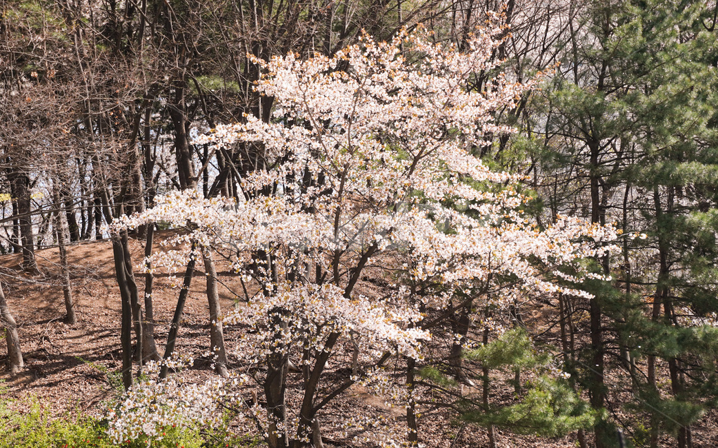 산,봄,봄산,봄풍경,cherryblossom,벚꽃,flower,꽃,blossom,plant,식물