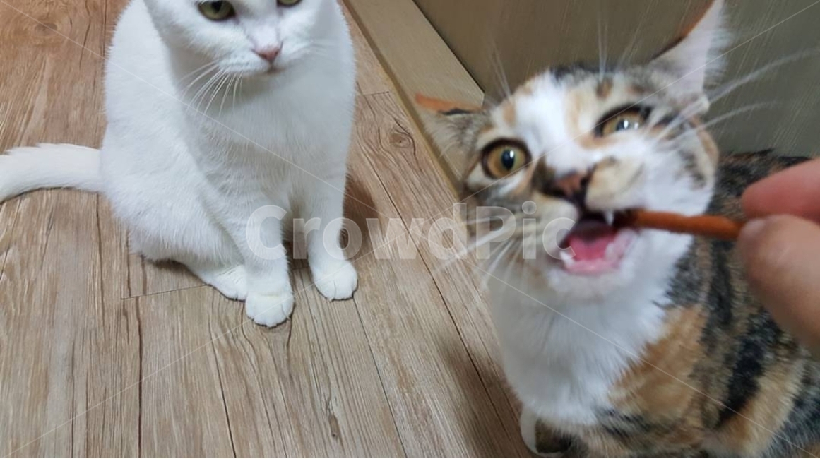 반려동물,터키쉬앙고라,코숏,반려동물간식,고양이,동물,animal,pet,cat,동물,animal,포유류,mammal,고양이,cat,kitten,kitty