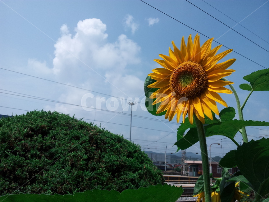 해바라기,꽃,여름,파란하늘,plant,식물,flower,blossom,식물,자연,plants,nature,꽃,flower