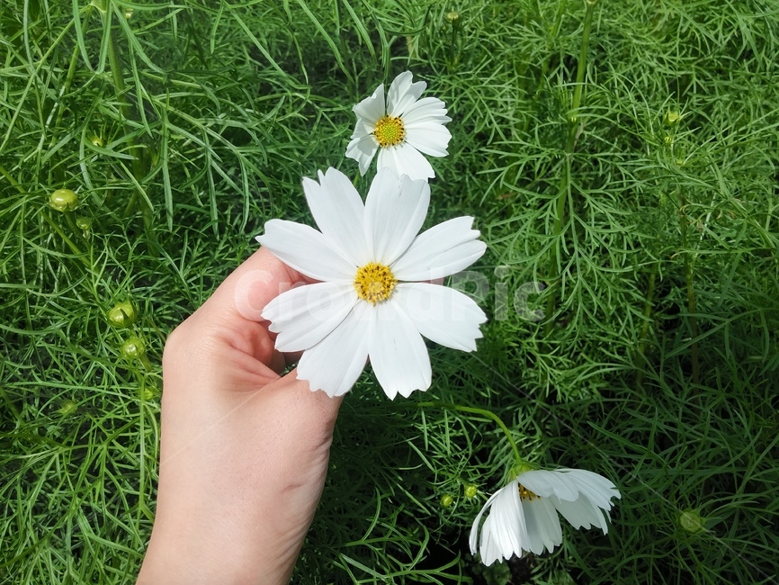 꽃,코스모스,흰색,가을,식물,자연,인물,여성,여자,flower,cosmos,white,fall,autumn,woman,female,식물,자연,plants,nature,꽃,flower