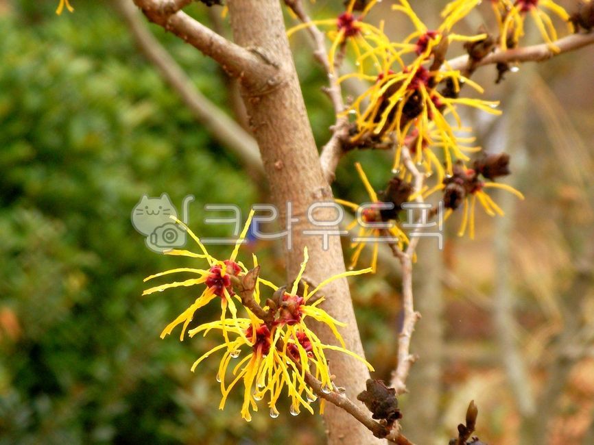 tree,나무,plant,식물,나무줄기,treetrunk,풍년화,조록나무과