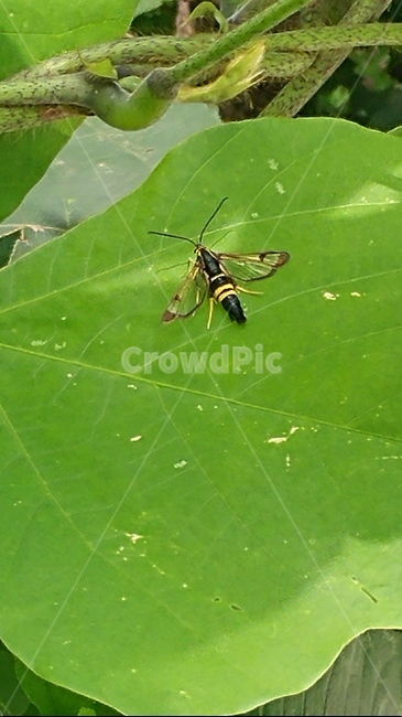 벌,곤충,말벌,bee,동물,곤충,벌레,insect,bug