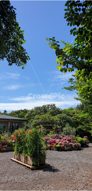 garden,예쁜정원,파란하늘,정원,예쁜공원,하늘,봄,제주