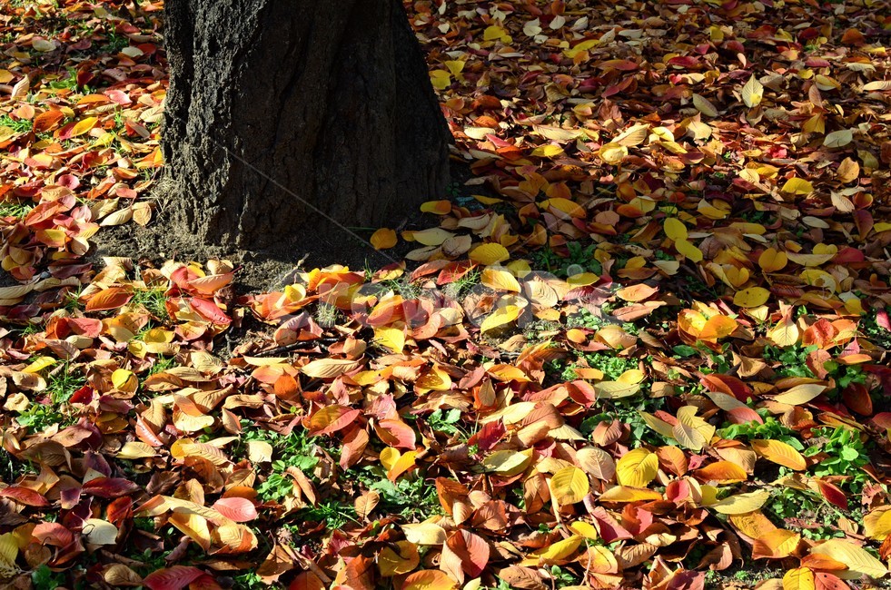 낙엽,가을,가을낙엽,나뭇잎,단풍,자연,fall,autumn,가을,계절,fall,autumn,season,plant,식물,leaf,잎,tree,나무