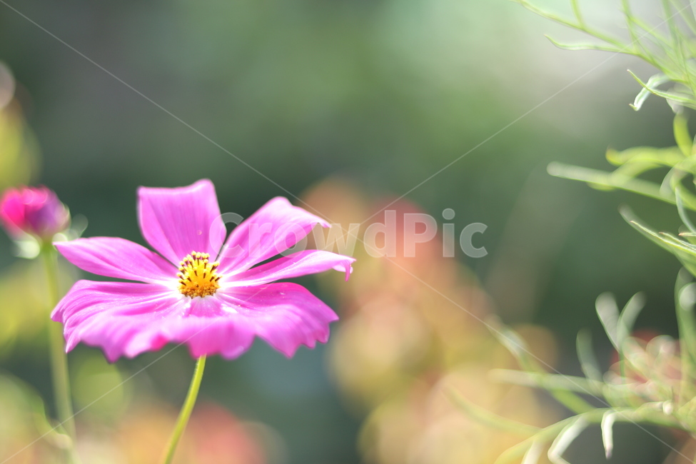 코스모스,꽃,가을,산뜻함,햇빛,가을,계절,fall,autumn,season,식물,자연,plants,nature,꽃,flower,plant