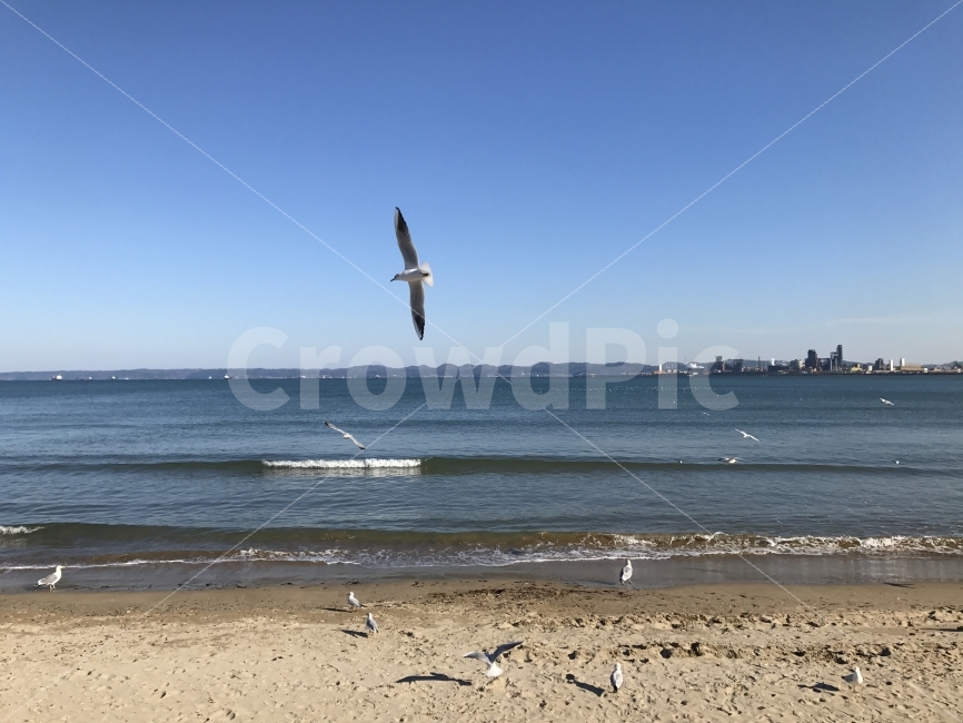 갈매기,바다,영일대,비상,하늘,파도,해변,바다,beach,sea,동물,animal,조류,새,birds