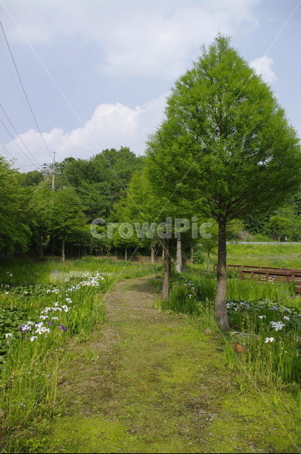 초록,신록,나무,식물,plant,하늘,자연,풍경,nature,landscape,outdoors,옥외,grassland,목초지,field,들,tree