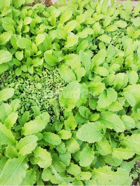 pottedplant,화분,식물,잎,허브,식물,자연,plants,nature