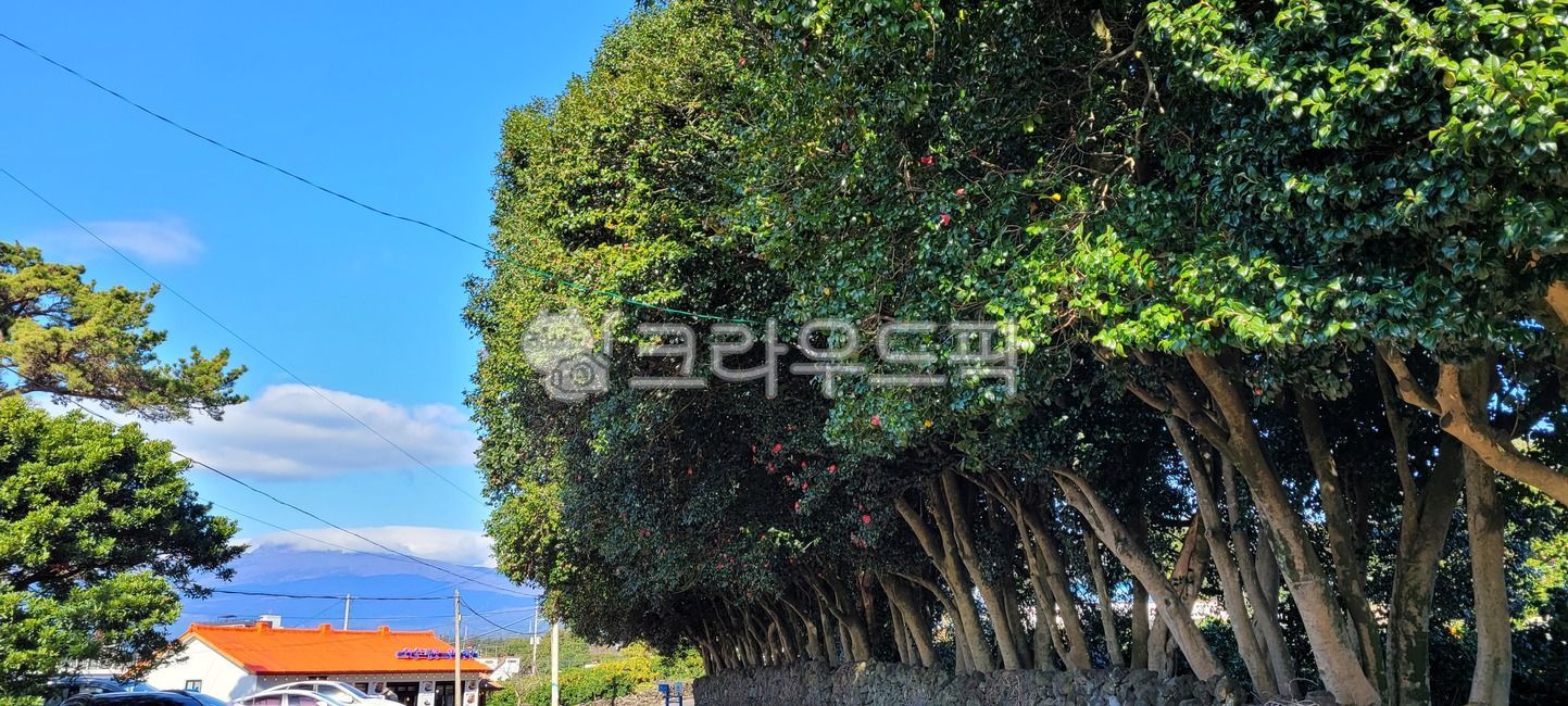 sky,healing,tree,sight,jeju island,Camellia colony,camellia