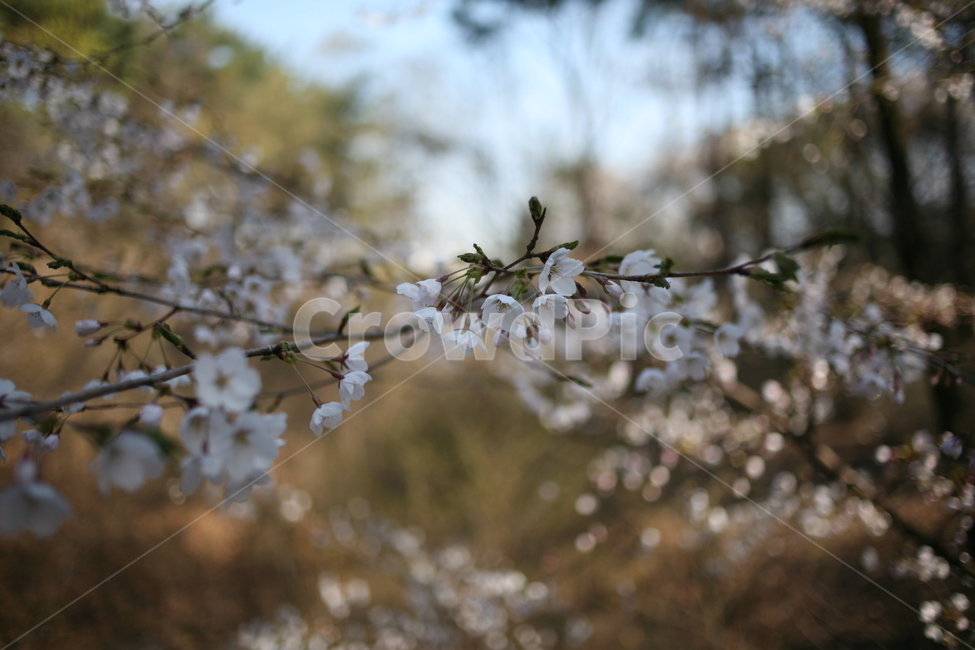 꽃,벚꽃,flower,cherryblossom,blossom