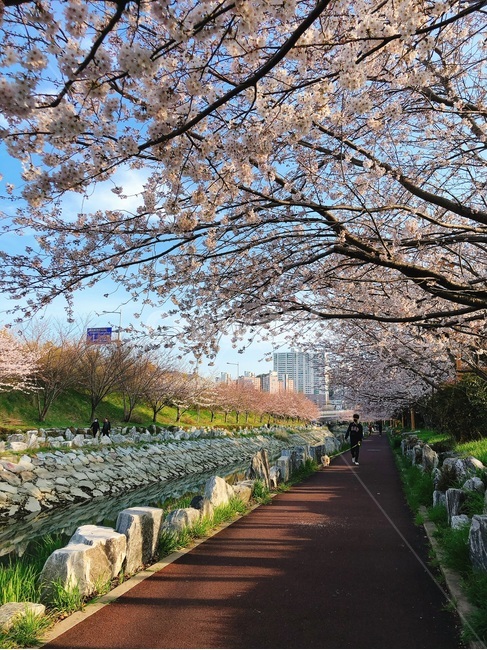 영도,해사고,공원길,공원,벚꽃,벚꽃길