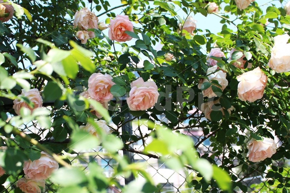 장미,흰장미,색감,봄,로즈,감성사진,flower,rose,flowers,spring,white,흰색,풍경사진,ROSE,FLOWER,꽃,식물,자연,plants,nature,꽃,flower