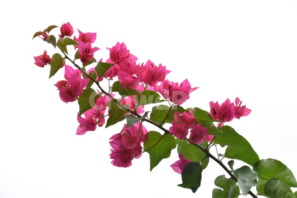 봉고빌리아,꽃,식물,자연,필리핀꽃,식물,자연,plants,nature,꽃,flower,누끼,remove background