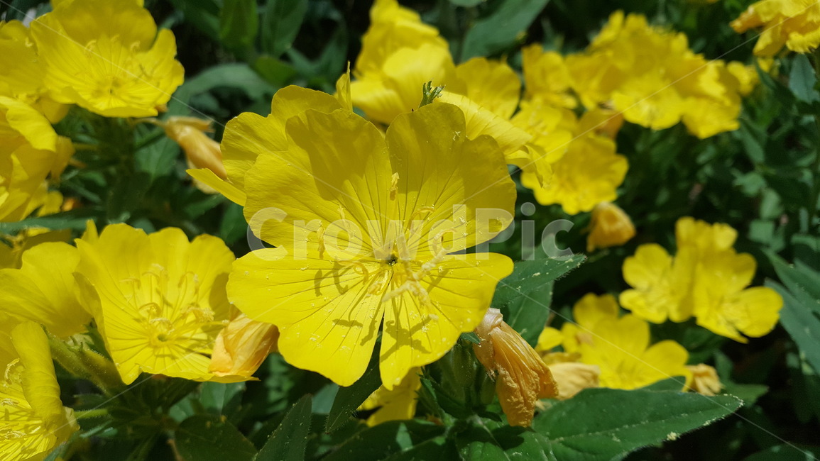 노란꽃,노란색꽃,꽃,flower,yellow