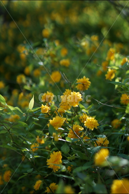 황매화,노랑,봄,빛,겹겹,봄,계절,spring,season,식물,자연,plants,nature,꽃,flower,leaf,잎,plant