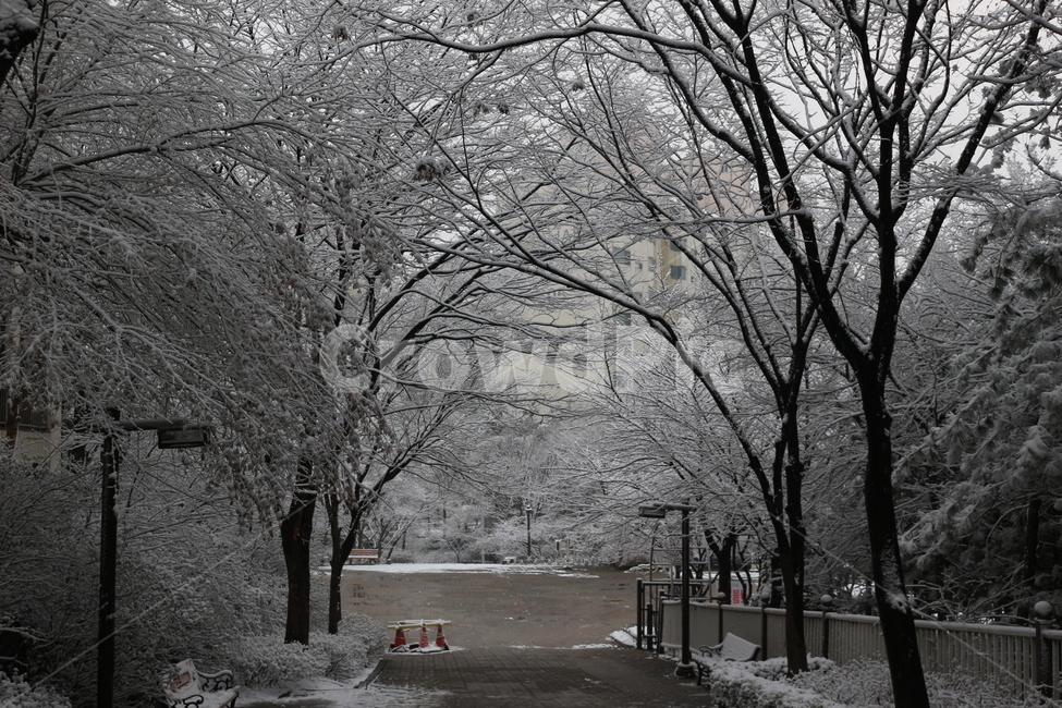 폭설,나무,산길,눈,풍경