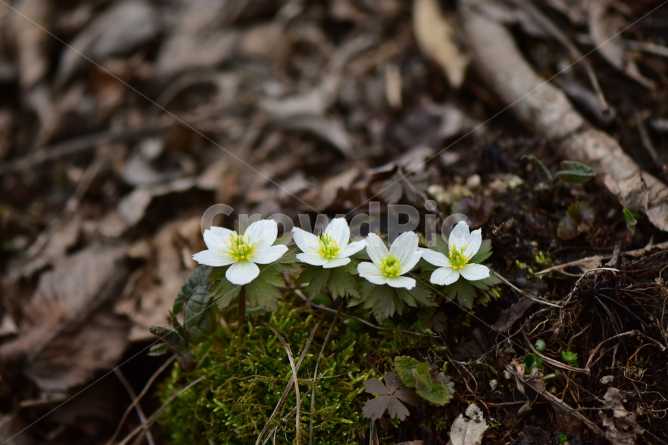 모데미풀,야생화,봄,꽃,풀꽃,자연,식물,식생,plants,nature,spring,season,flower