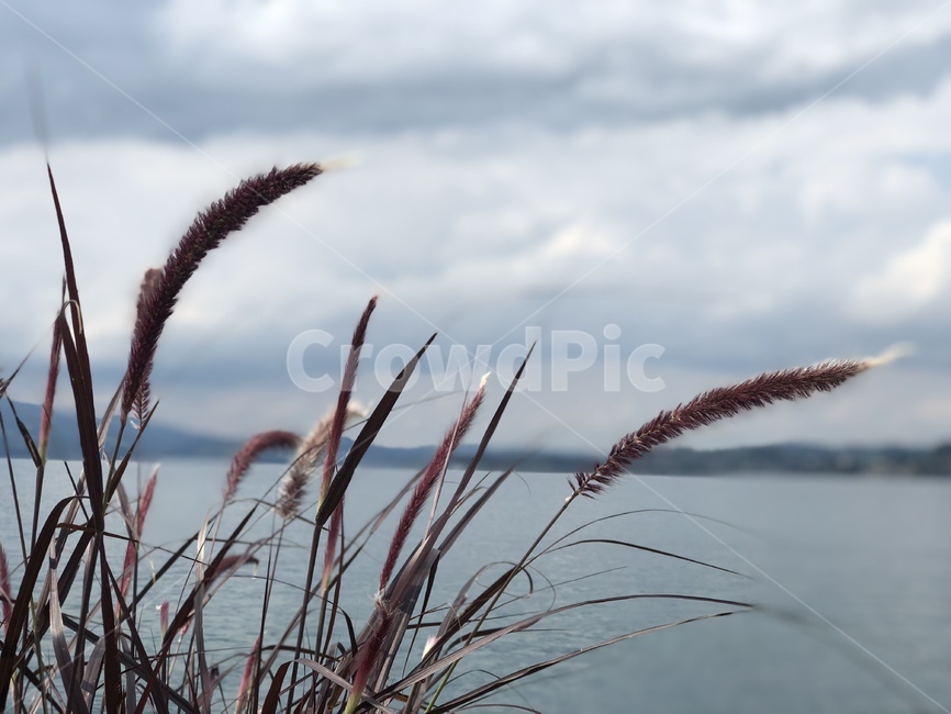 가을,겨울,계절,고독함,분위기,풀,자연,잎,식물,자연,plants,nature