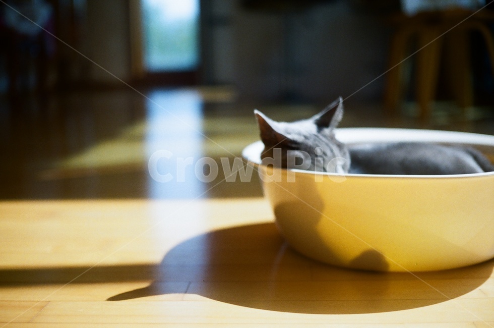 고양이,cat,필름카메라,그림자,여유,햇빛,bowl,동물,animal,포유류,mammal,고양이,cat,kitten,kitty