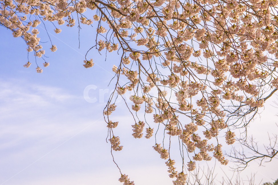 plant,식물,벚꽃,하늘,구름,풍경,자연,봄,계절,spring,season