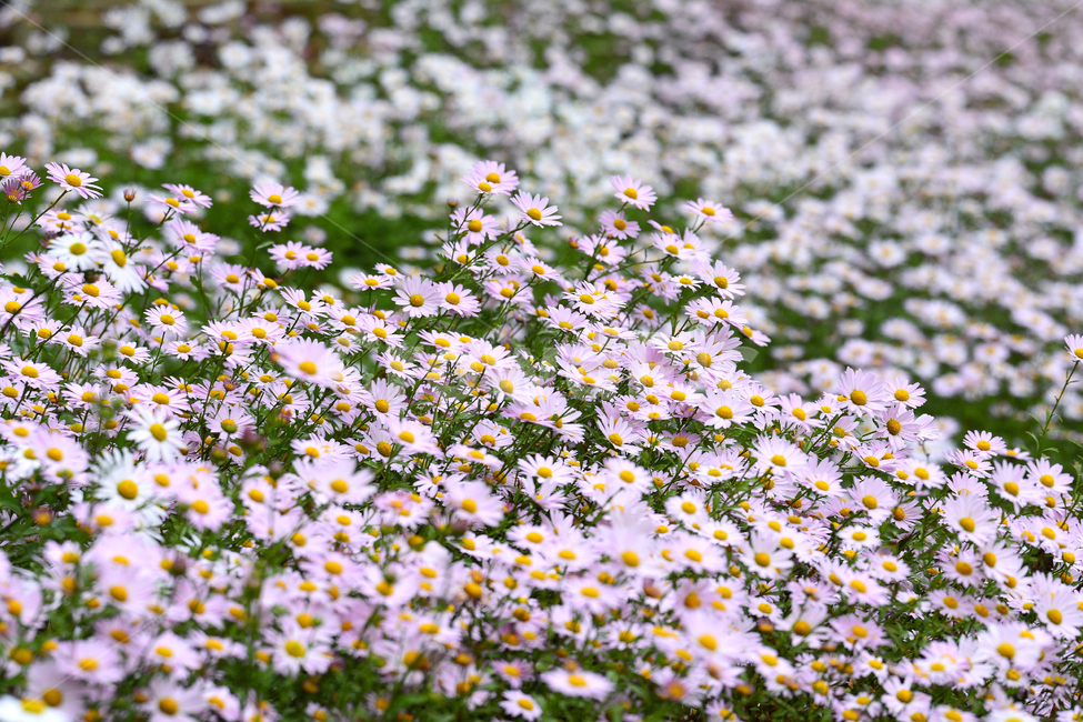 구절초,축제,가을,농촌,벼,감나무,행복,꽃,daisy,데이지,국화과,flower,plant,식물,식물,자연,plants,nature,꽃,flower
