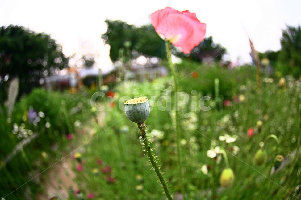 꽃사진,원주허브팜,양귀비꽃,양귀비사진,대마초꽃,식물,자연,plants,nature,꽃,flower